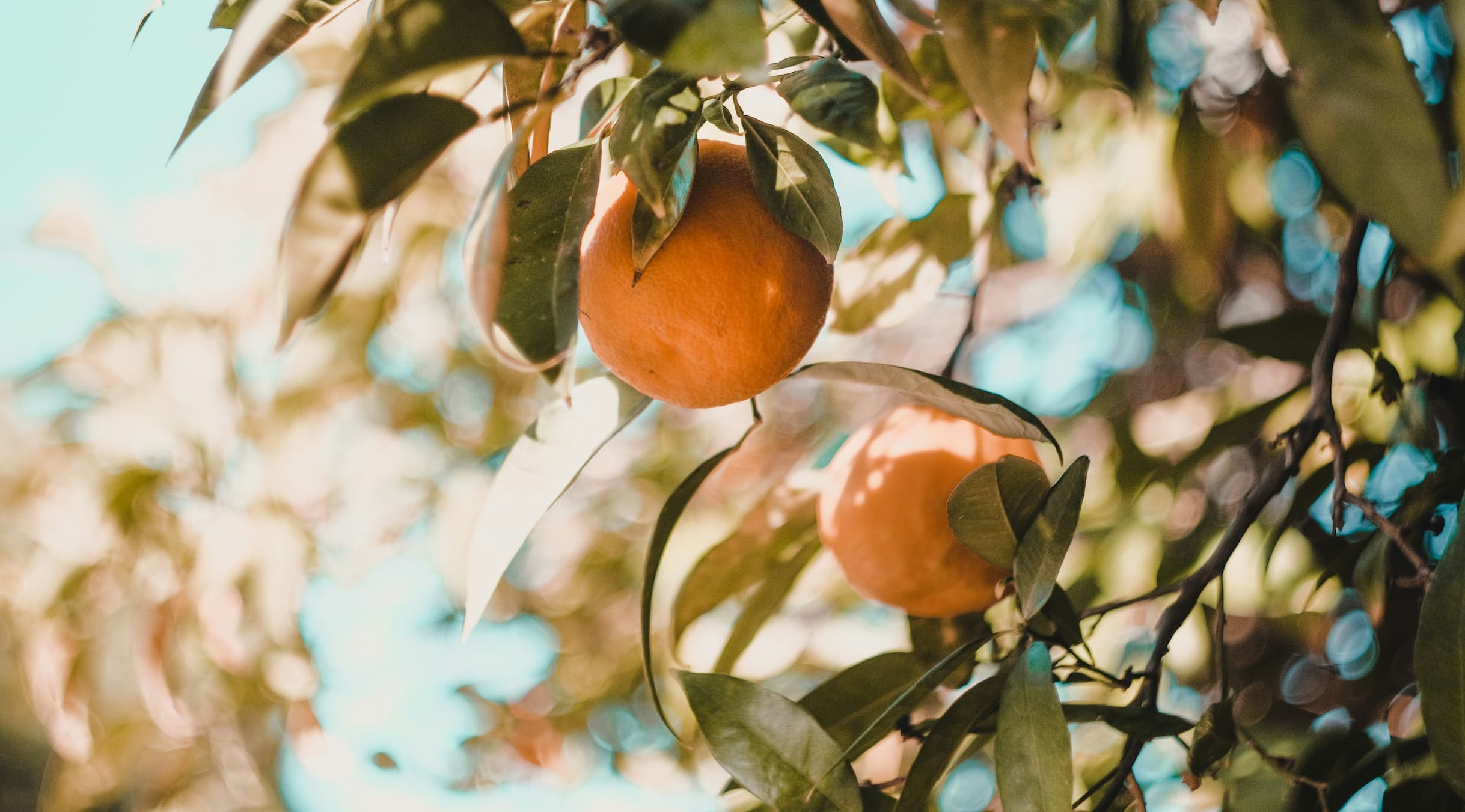 Picklogger device in use.