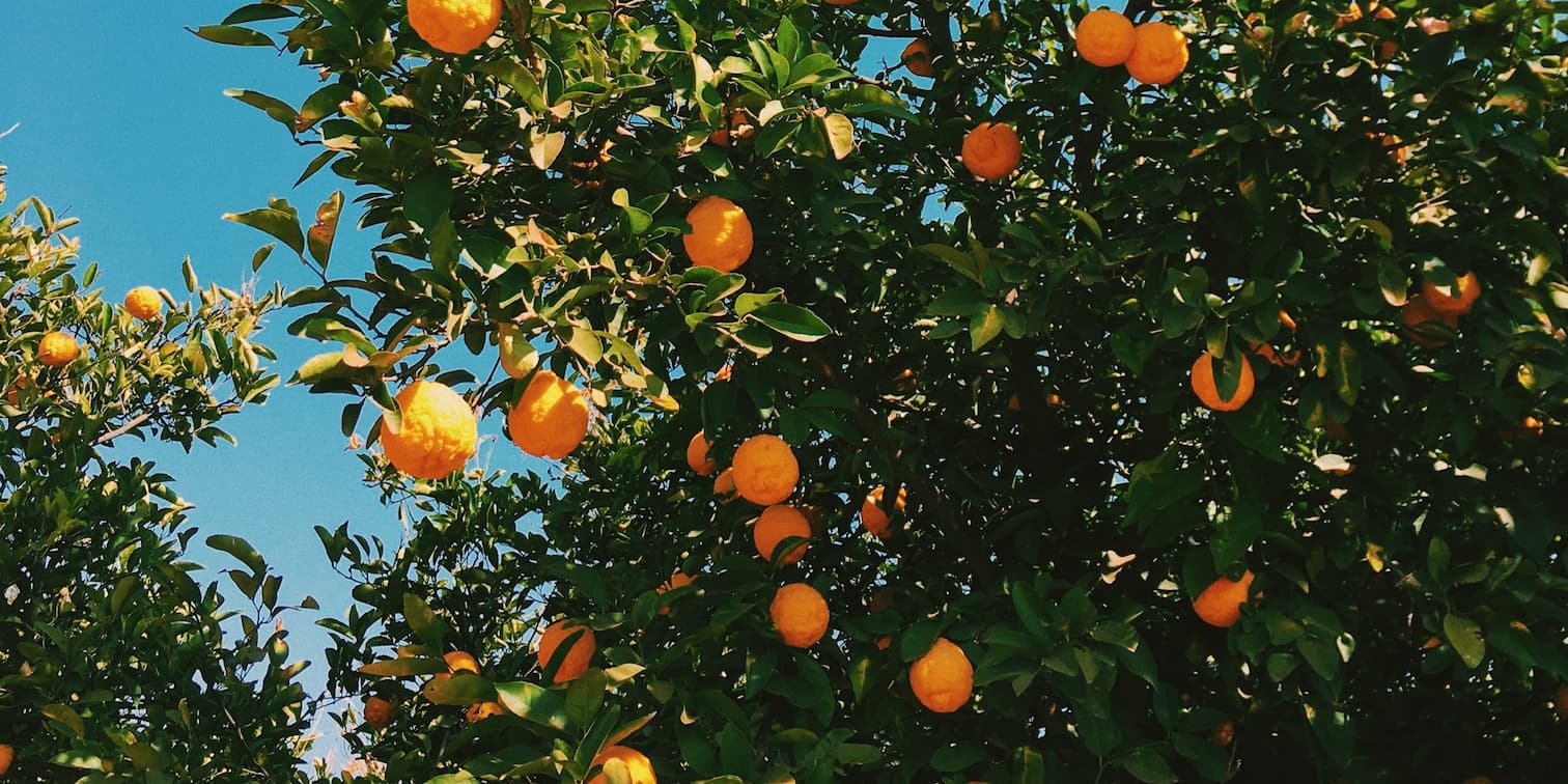 Picklogger device in use.