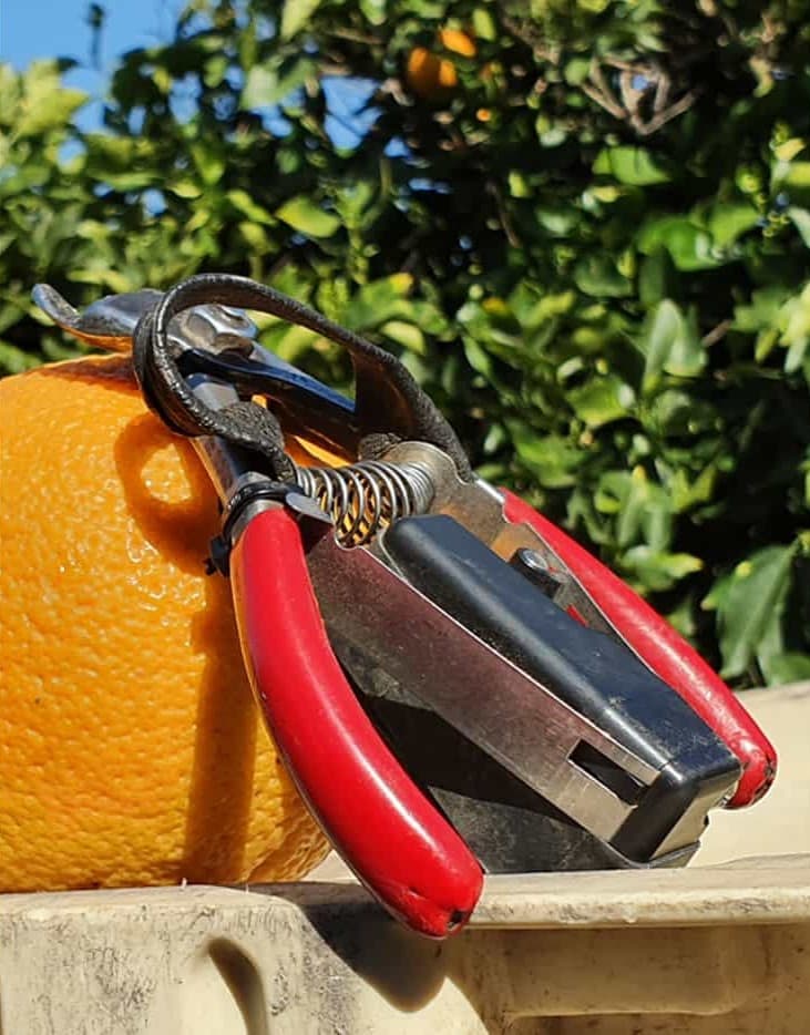 Picklogger and an orange.