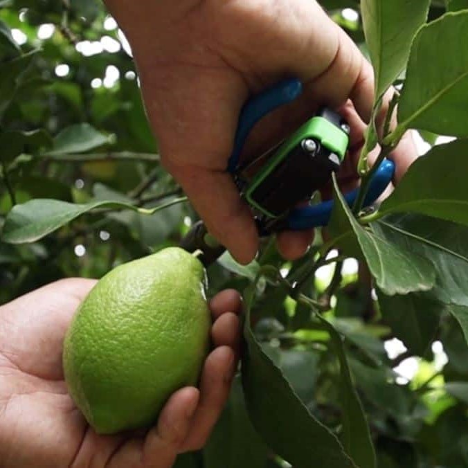 Picklogger device in use.